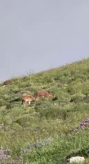 Горные козлы на склонах Хуступа в Ширакской области, фото Никола Пашиняна