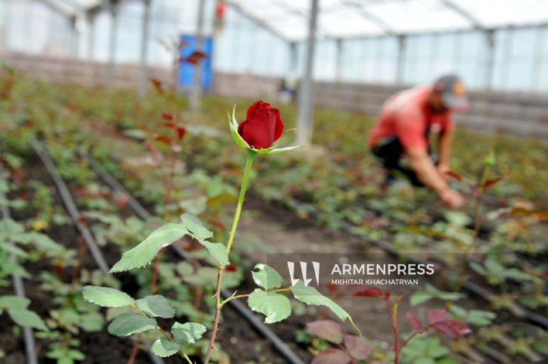 Нидерланды поддерживают пакет помощи ЕС для Армении и открывают Royal Flora Holland для производителей Ширака