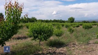 Фермеры Ширакской области могут получить кредиты под 0% по новой госпрограмме